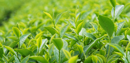 南投松柏嶺契作茶園